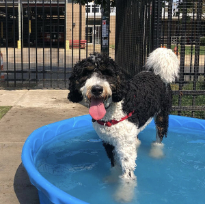 Team Page: Brewerytown Chiro